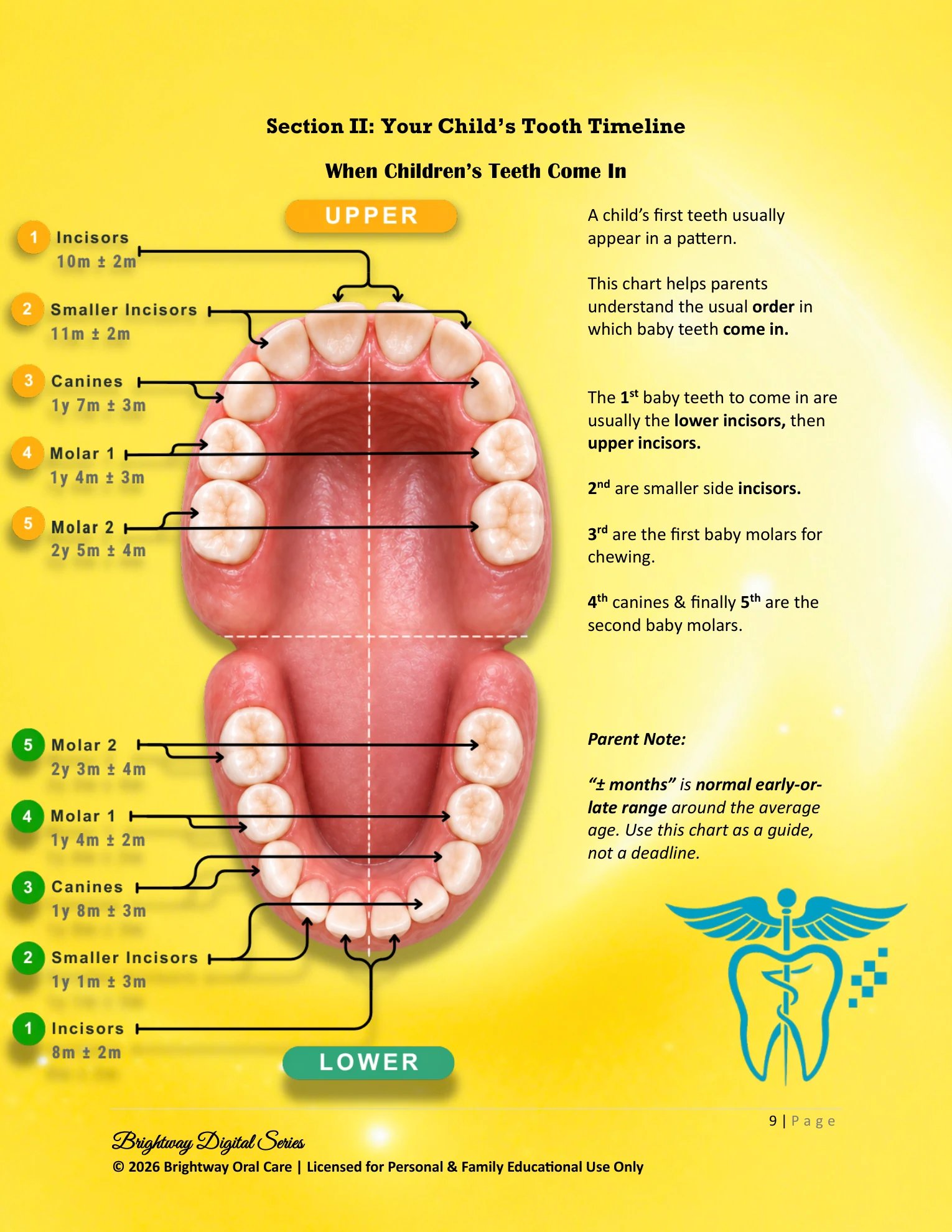 Children’s tooth timeline preview