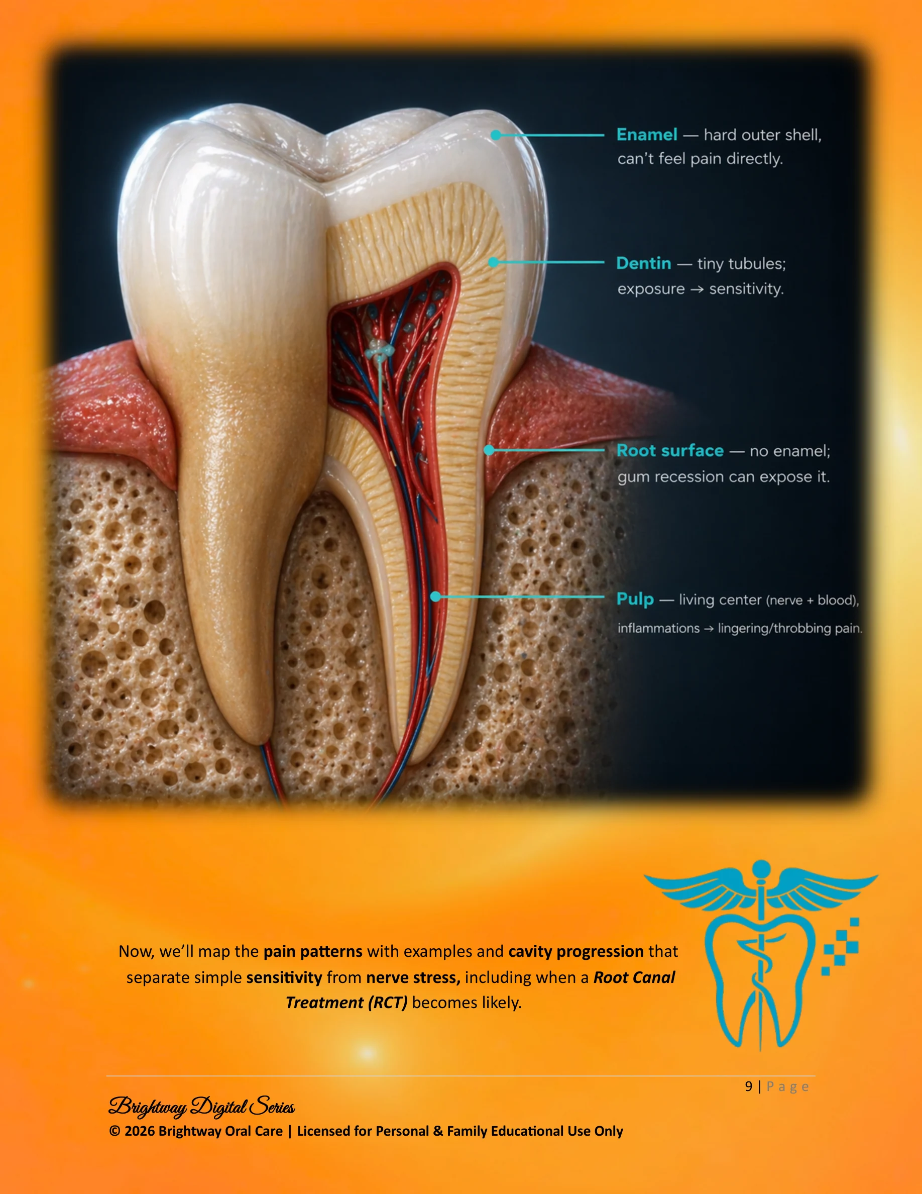 Tooth layers and pain patterns preview