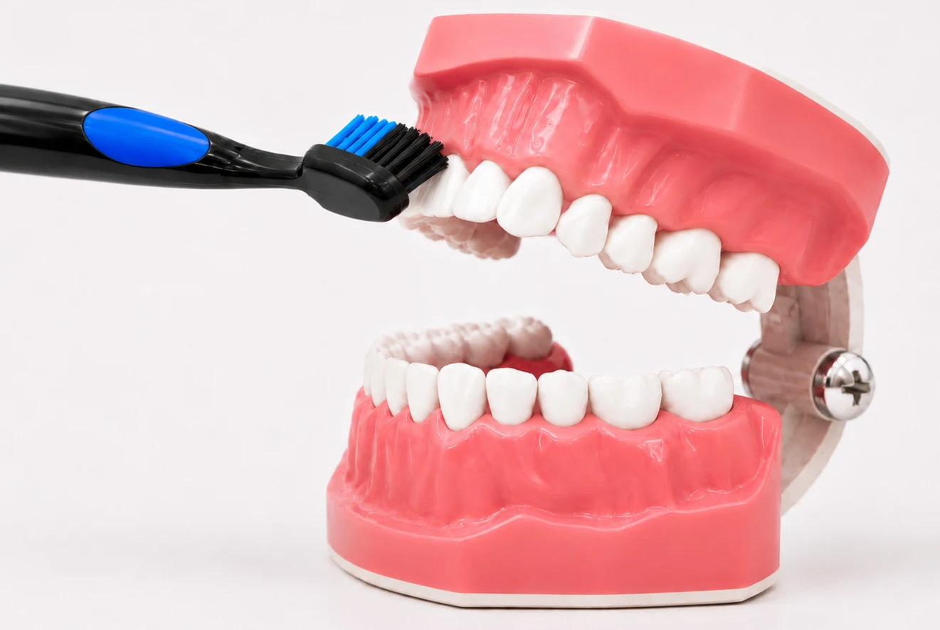 A toothbrush held at a 45 degree angle to the gumline on the front teeth of a dental model
